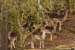 Rehe im Wald 9