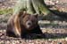 Braunbär 5