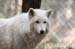 Polarwolf 2