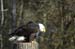 Weikopfseeadler