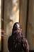 Bussard 2