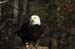 Weißkopfseeadler 2