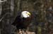 Weikopfseeadler 4