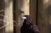 Bussard 3