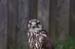 Turmfalke 2