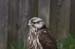 Turmfalke 3