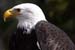 Weikopfseeadler