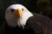 Weikopfseeadler Kopf 2