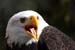 Weikopfseeadler Kopf 4