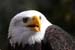 Weikopfseeadler Kopf 5