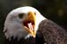 Weikopfseeadler Kopf 6