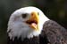 Weikopfseeadler Kopf 7