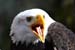 Weikopfseeadler Kopf 8