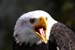Weißkopfseeadler Kopf 9