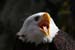 Weikopfseeadler Kopf 12