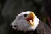 Weikopfseeadler Kopf 13