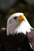 Weikopfseeadler Kopf 14