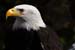 Weikopfseeadler Kopf 15