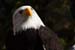 Weikopfseeadler Kopf 16