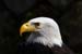 Weikopfseeadler Kopf 18