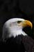 Weikopfseeadler Kopf 19