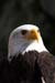 Weikopfseeadler Kopf 20