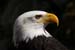 Weikopfseeadler Kopf 21