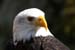 Weikopfseeadler Kopf 23