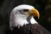 Weikopfseeadler Kopf 24