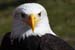 Weikopfseeadler 25