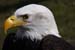 Weikopfseeadler 26