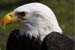 Weikopfseeadler 27