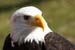 Weikopfseeadler 28