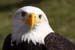 Weikopfseeadler 29