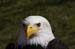 Weikopfseeadler 30
