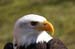 Weikopfseeadler 31