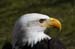 Weikopfseeadler 32