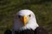 Weikopfseeadler 33