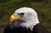 Weikopfseeadler 34