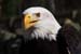 Weikopfseeadler 35