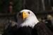 Weikopfseeadler 36