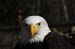 Weikopfseeadler 37