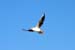 Im Flug