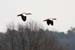 Im Flug 2
