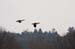 Im Flug 3