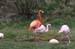 Flamingo 2