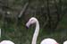 Flamingo 5