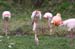 Flamingo 6