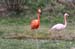 Flamingo 7