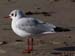 Möwe 3